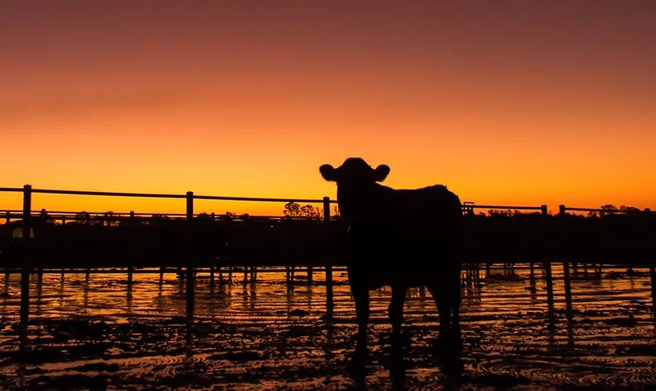 Dairy Australia